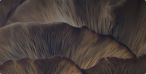 Our mission is to extend healthy lifespan for all