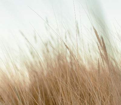 Non-Chemical and lasting up to one year